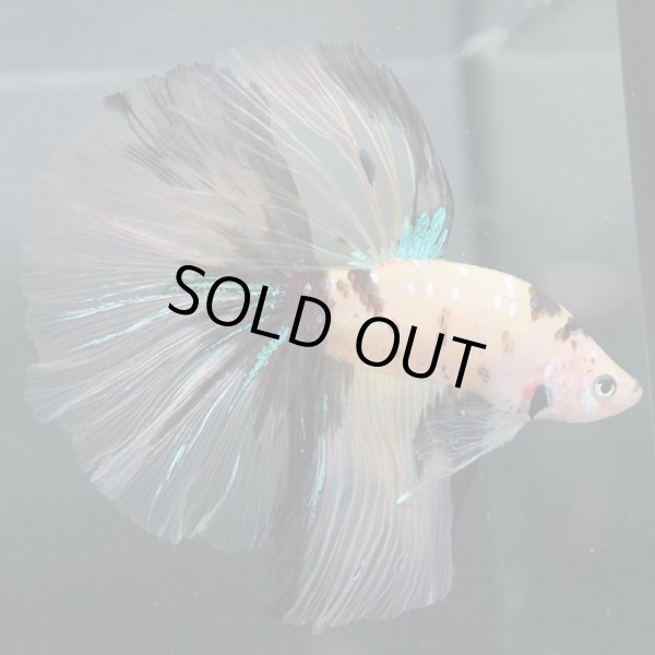 画像7: HM　ファンシークリア (7)