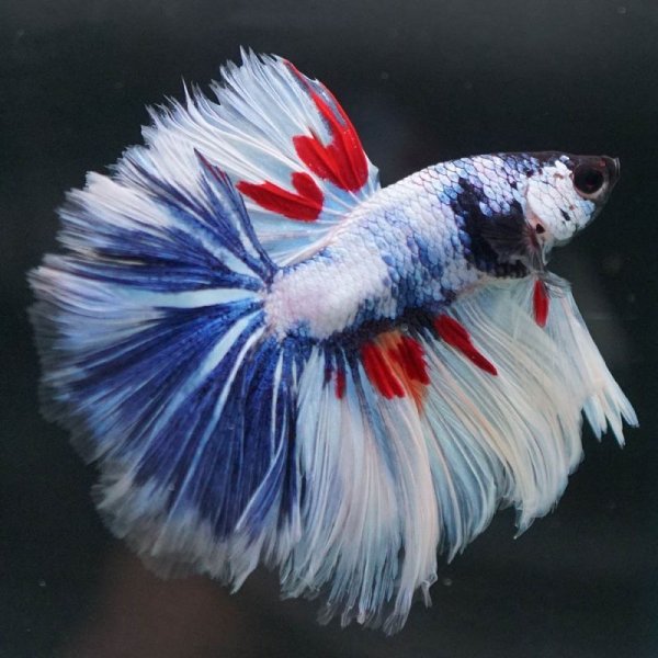 画像14: HM ホワイトファンシー上物 (14)