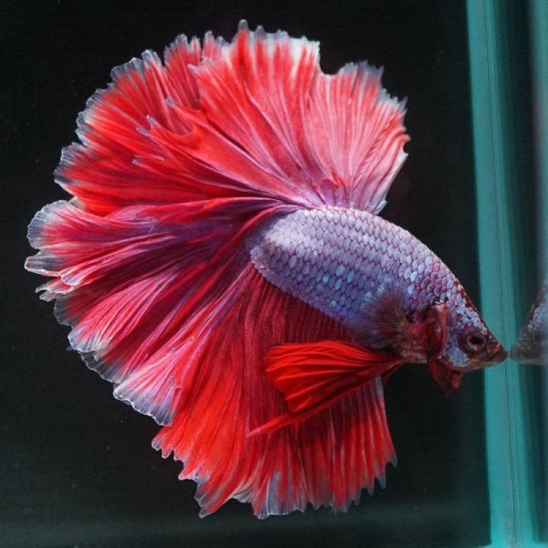 画像7: HM ラベンダー系 (7)