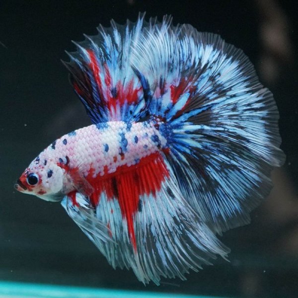 画像13: HM ホワイトファンシー上物 (13)