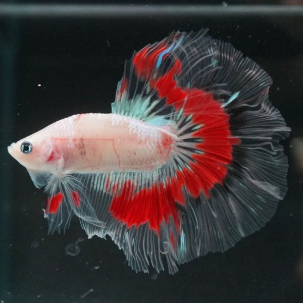 画像2: HM ファンシークリア (2)