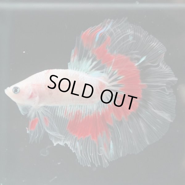 画像2: HM　ファンシークリア (2)