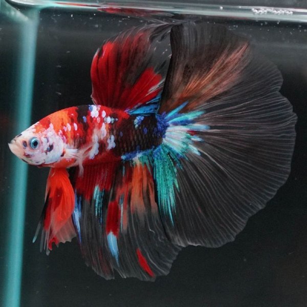 画像5: HM キャンディ/キャンディギャラクシー (5)