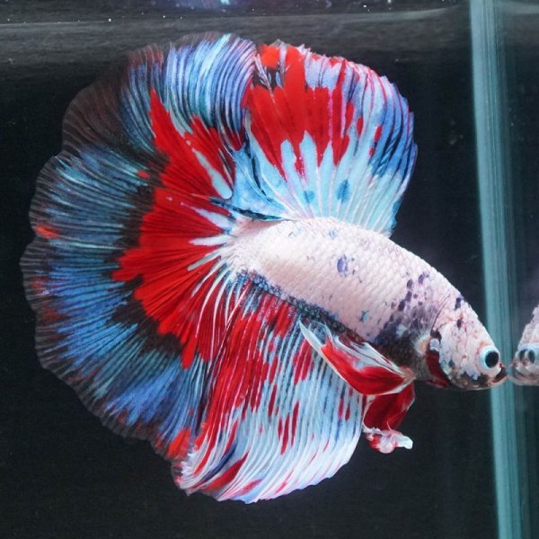 画像12: HM ホワイトファンシー上物 (12)