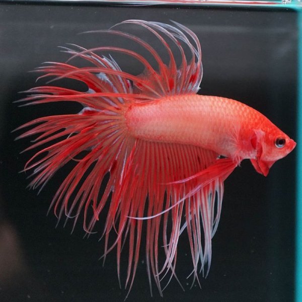 画像2: CT ソリッドオレンジ (2)