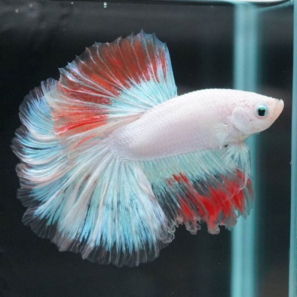 画像11: HM ホワイトファンシー上物 (11)