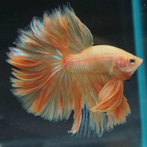 画像4: HM イエロー (4)