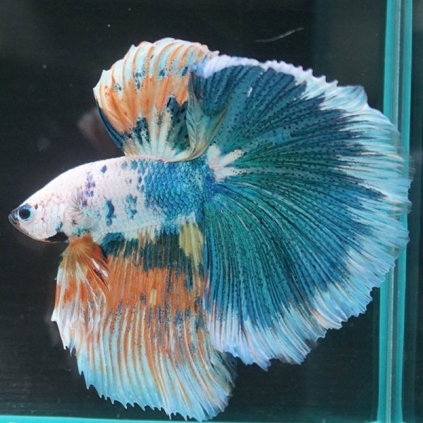 画像10: HM ホワイトファンシー上物 (10)