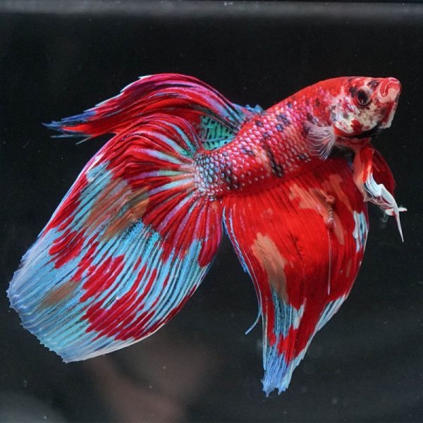 画像13: VT キャンディ 上物 (13)