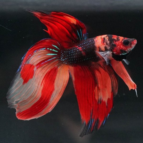 画像12: VT キャンディ 上物 (12)