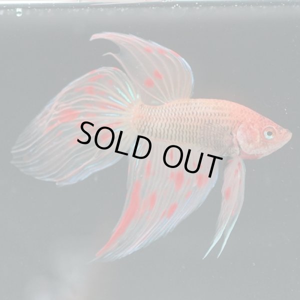 画像2: VT アルマゲドン (2)