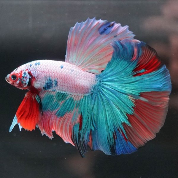 画像9: HM ホワイトファンシー上物 (9)