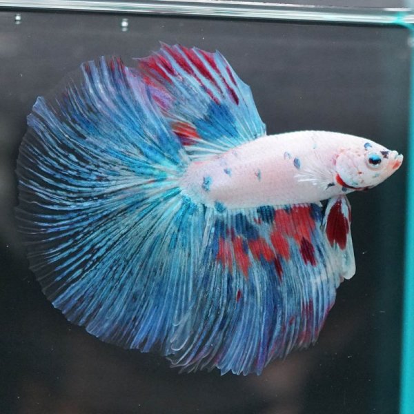 画像8: HM ホワイトファンシー上物 (8)