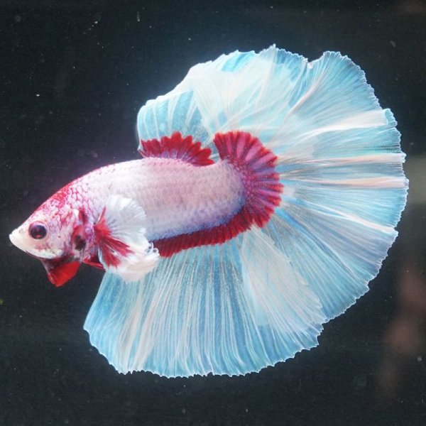 画像5: HM  ラベンダーバタフライ上物 (5)