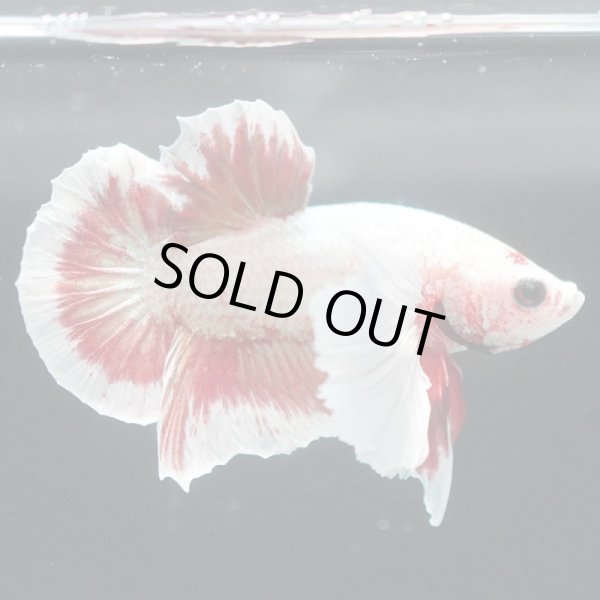 画像6: HMPK　ファンシーダンボ (6)