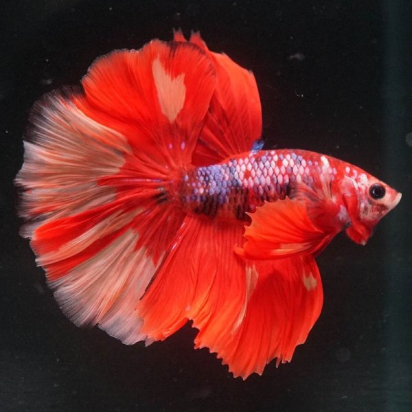 画像4: HM キャンディ/キャンディギャラクシー (4)