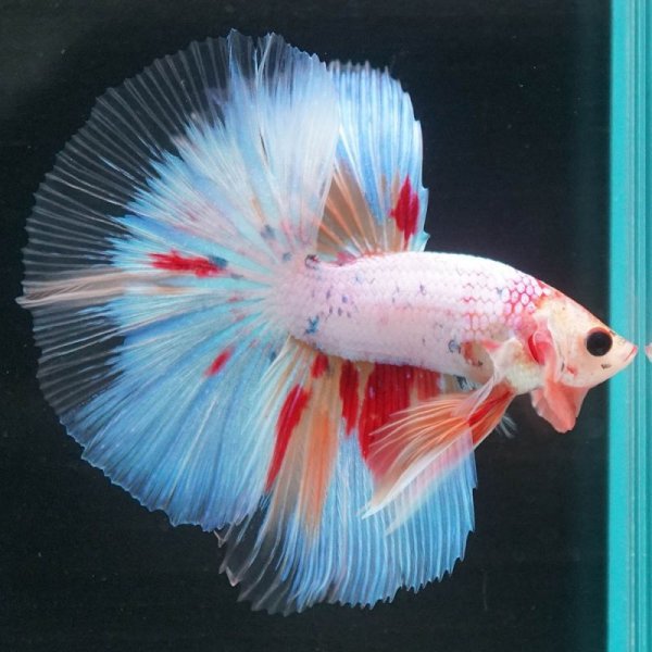 画像7: HM ホワイトファンシー上物 (7)