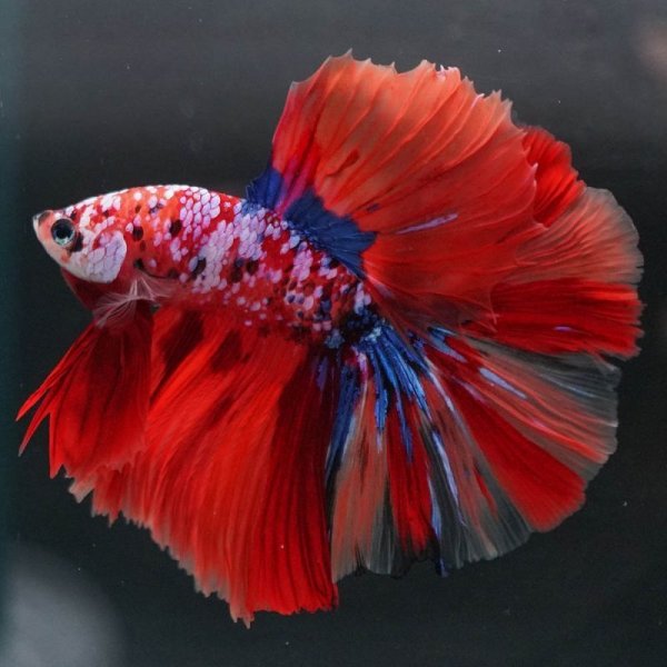 画像3: HM キャンディ/キャンディギャラクシー (3)