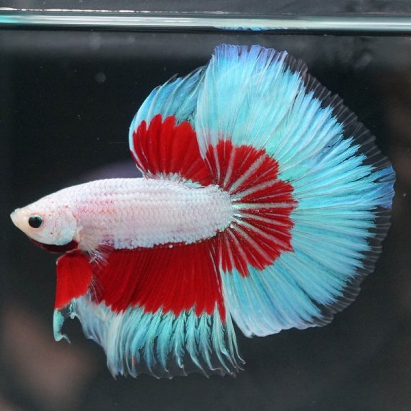 画像4: HM  ラベンダーバタフライ上物 (4)