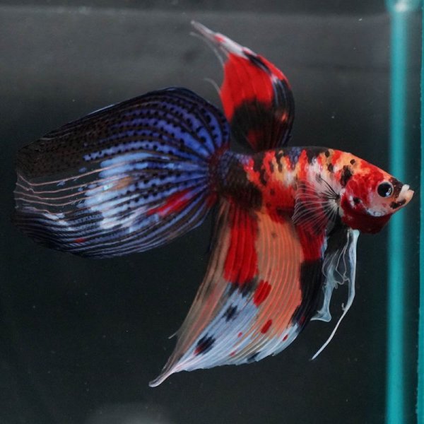 画像11: VT キャンディ 上物 (11)