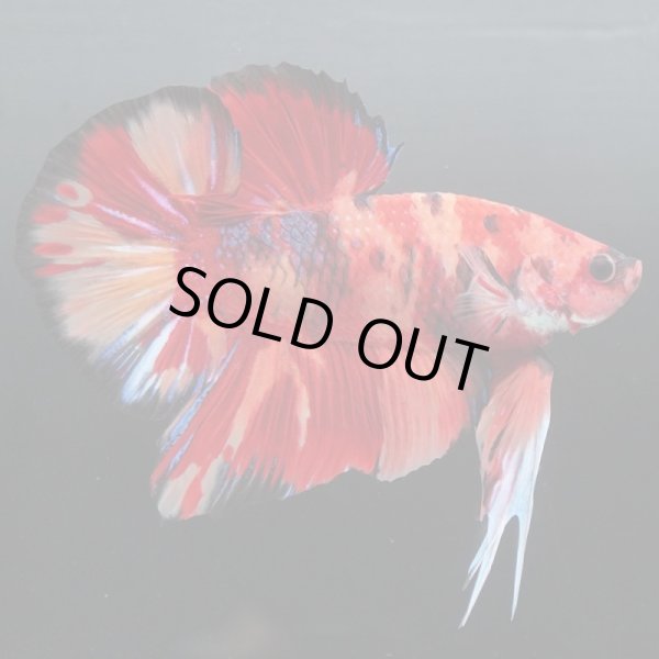 画像5: GHMPK キャンディ/キャンディギャラクシー (5)