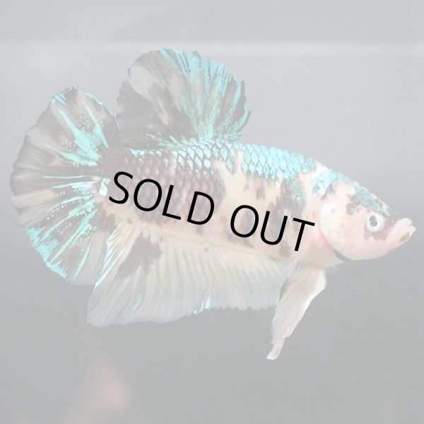 画像2: GHMPK イエロータイガー/イエロー鯉 (2)