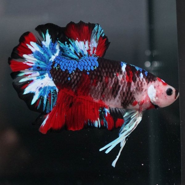 画像3: GHMPK 鯉・鯉ギャラクシー (3)