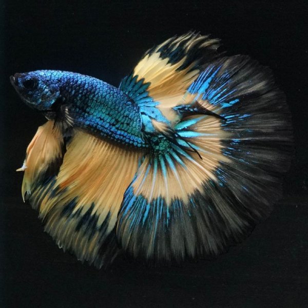 画像5: HM マスタード (5)