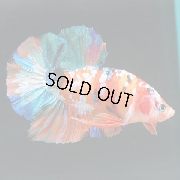 画像4: GHMPK キャンディ/キャンディギャラクシー (4)