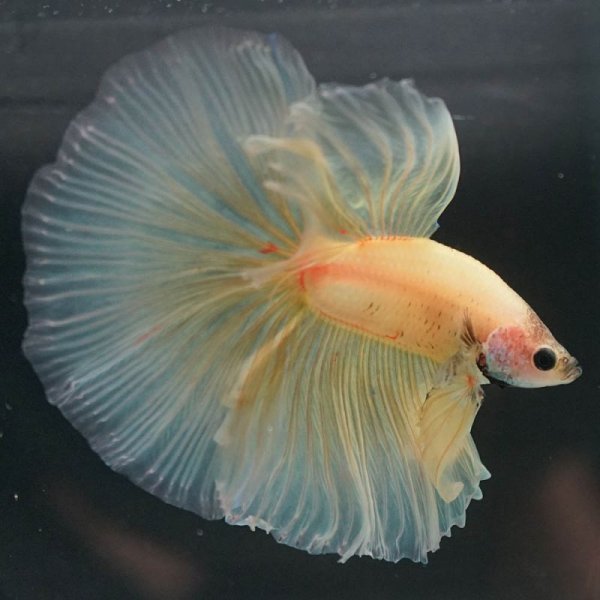 画像3: HM イエロー (3)