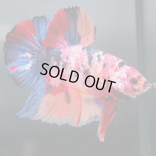 画像3: GHMPK キャンディ/キャンディギャラクシー (3)