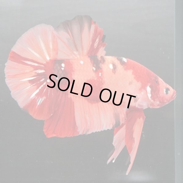 画像2: GHMPK キャンディ/キャンディギャラクシー (2)