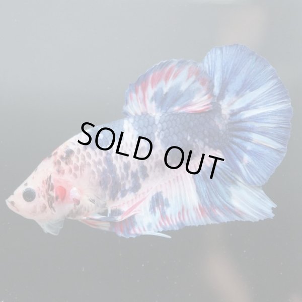 画像4: GHMPK ファンシーマーブル (4)