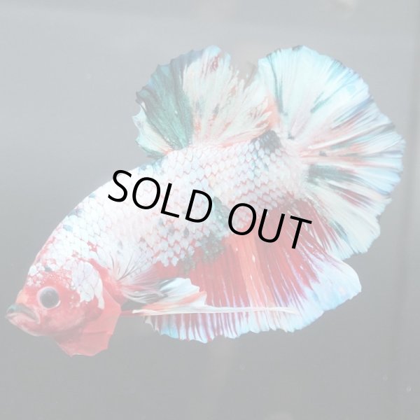 画像2: GHMPK キャンディレインボー (2)