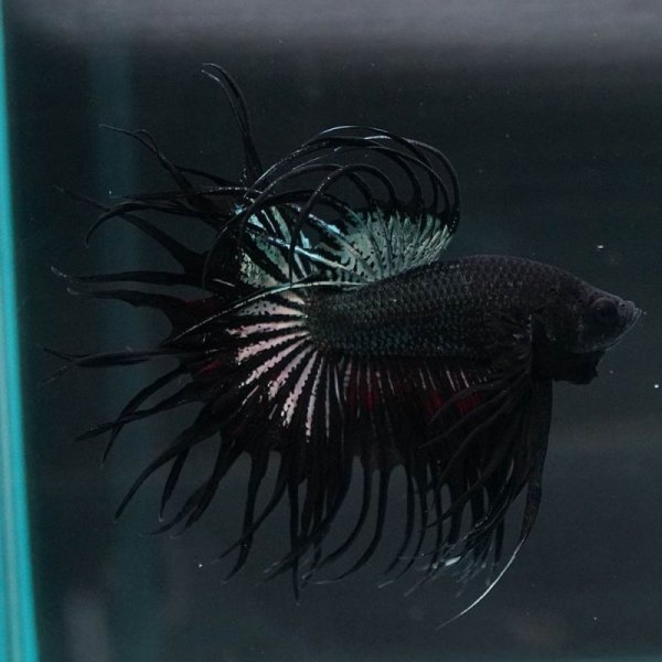 画像4: CT キングクラウン ブラックカッパー 上物 (4)