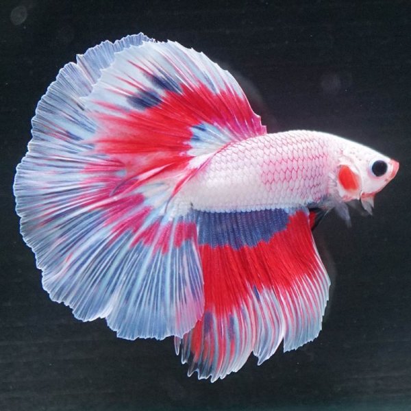 画像6: HM ラベンダー系 (6)