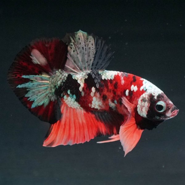 画像2: GHMPK キャンディカッパー (2)