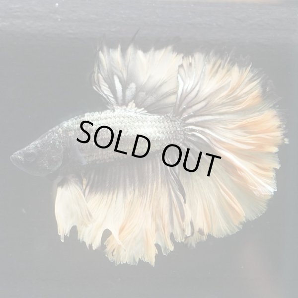 画像4: HM ブラックマスタード (4)