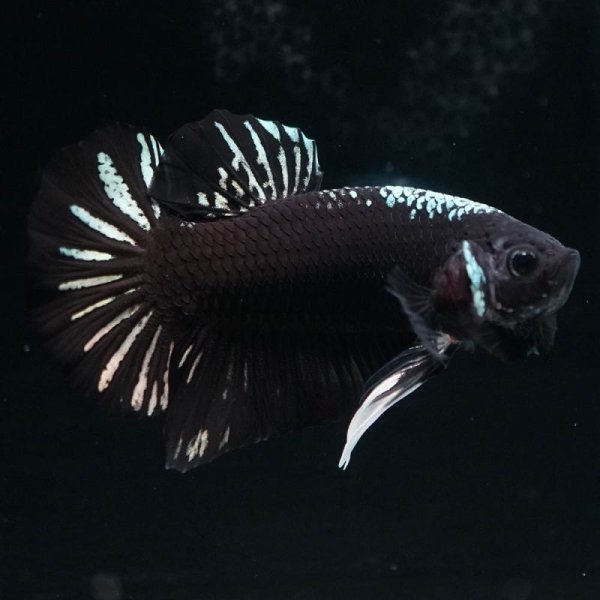 画像4: HMPK ブラックサムライ (4)