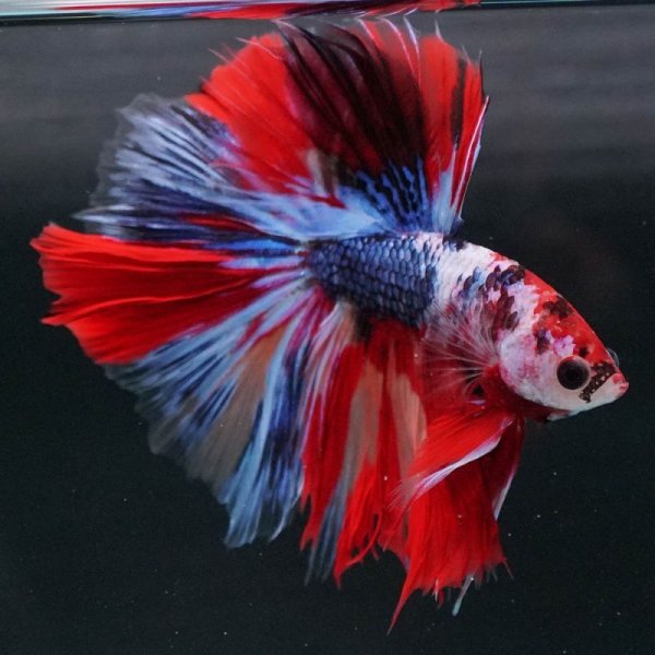 画像10: HM ローズテール (10)