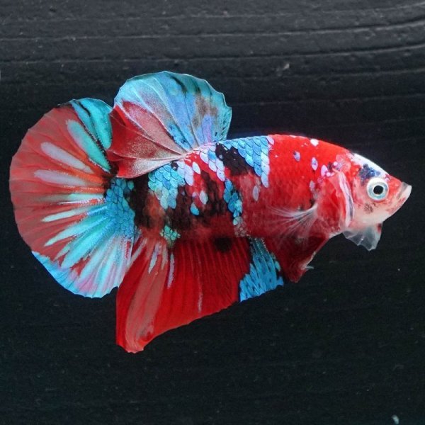 画像4: HMPK キャンディギャラクシー (4)