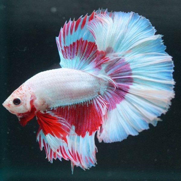 画像3: HM  ラベンダーバタフライ上物 (3)