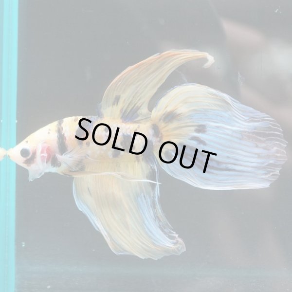 画像3: VT イエロータイガー 上物 (3)