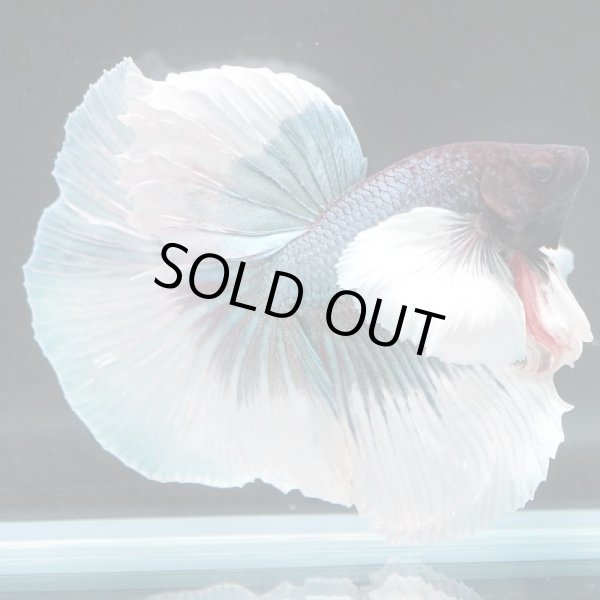 画像6: HM　ダンボ (6)