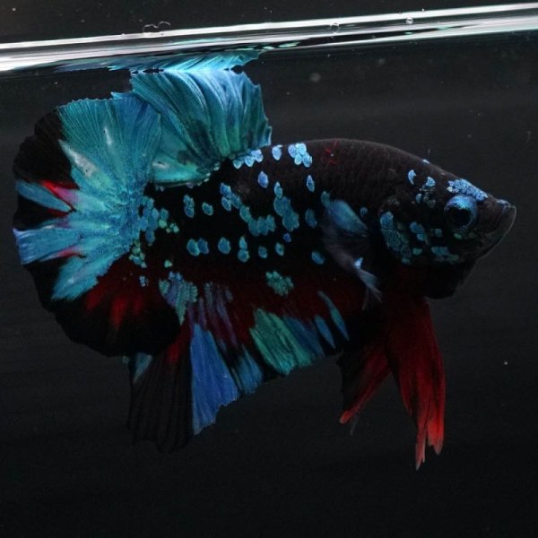 画像5: HMPK ブラックスター 上物 (5)