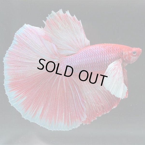 画像5: HM　ダンボ (5)