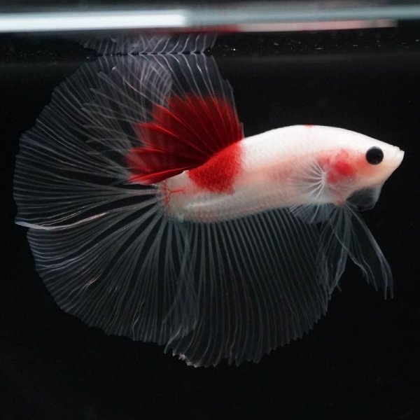 画像8: HM 紅白 (8)