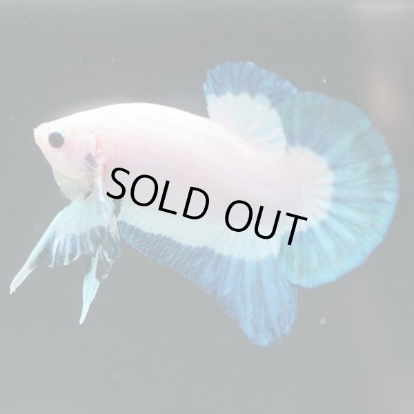 画像4: HMPK　ブルーリム (4)