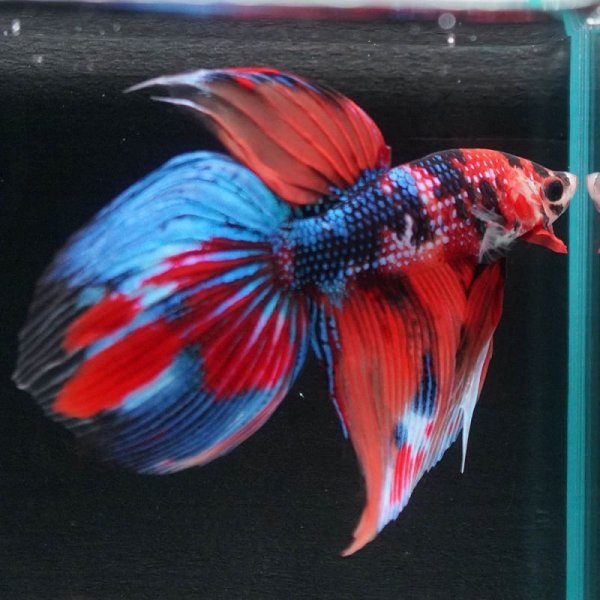 画像10: VT キャンディ 上物 (10)