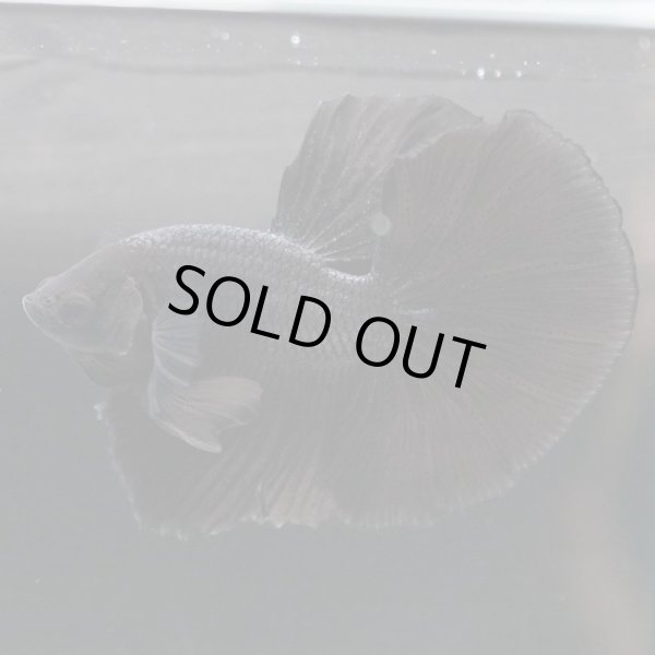 画像4: HM ブラック (4)